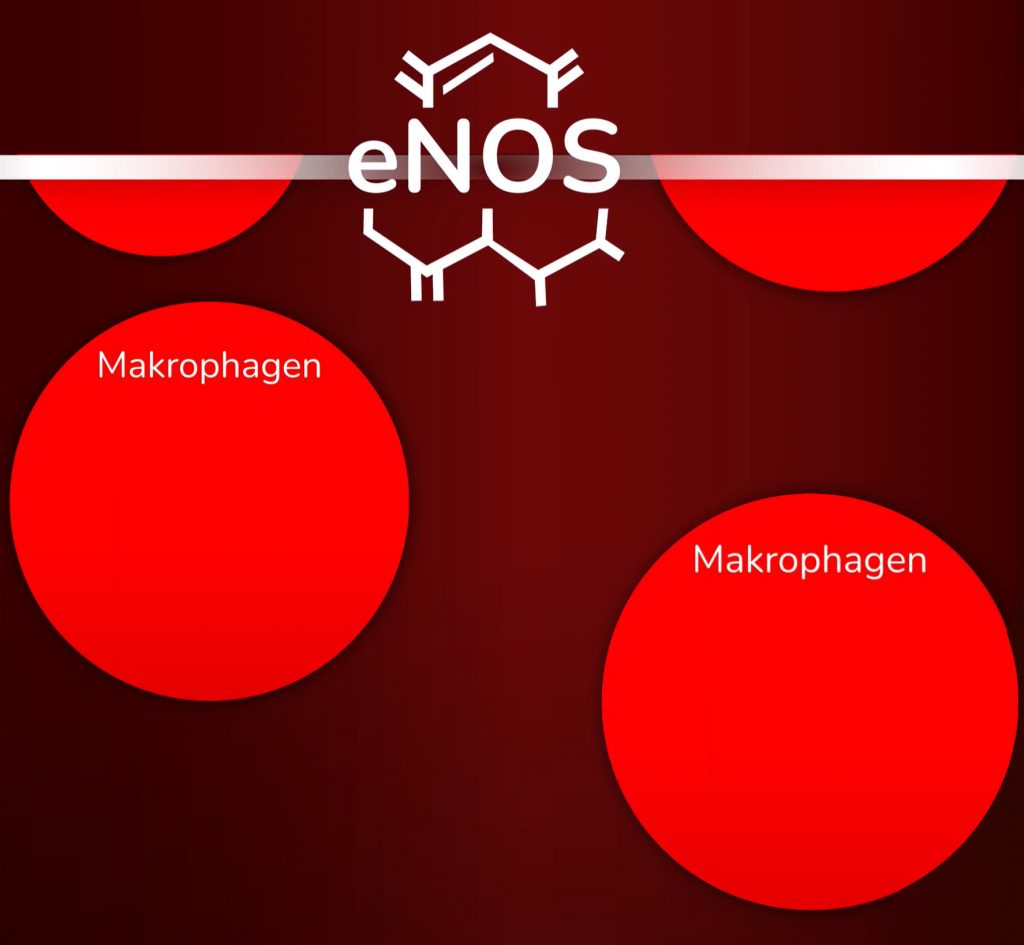 Wir sehen, dass eNOS sogar der unkontrollierten Proliferation von Makrophagen entgegenwirkt.