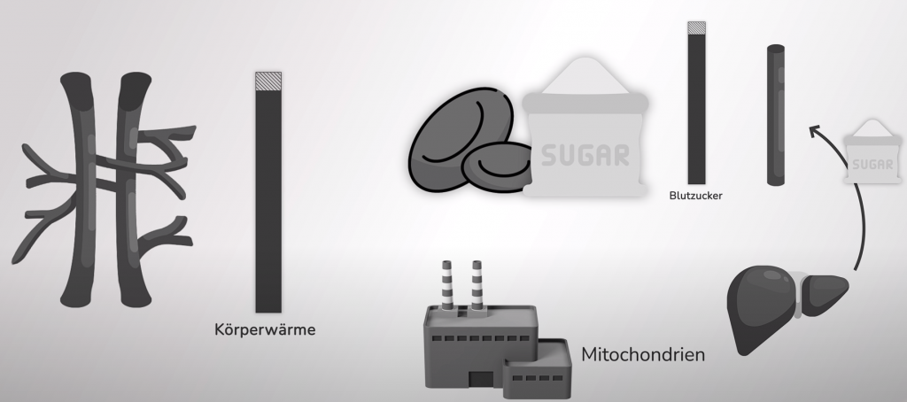 Wir sehen, dass durch die erhöhte Körpertemperatur die Stoffwechselaktivität steigt, wodurch sich der Blutzucker erhöht.