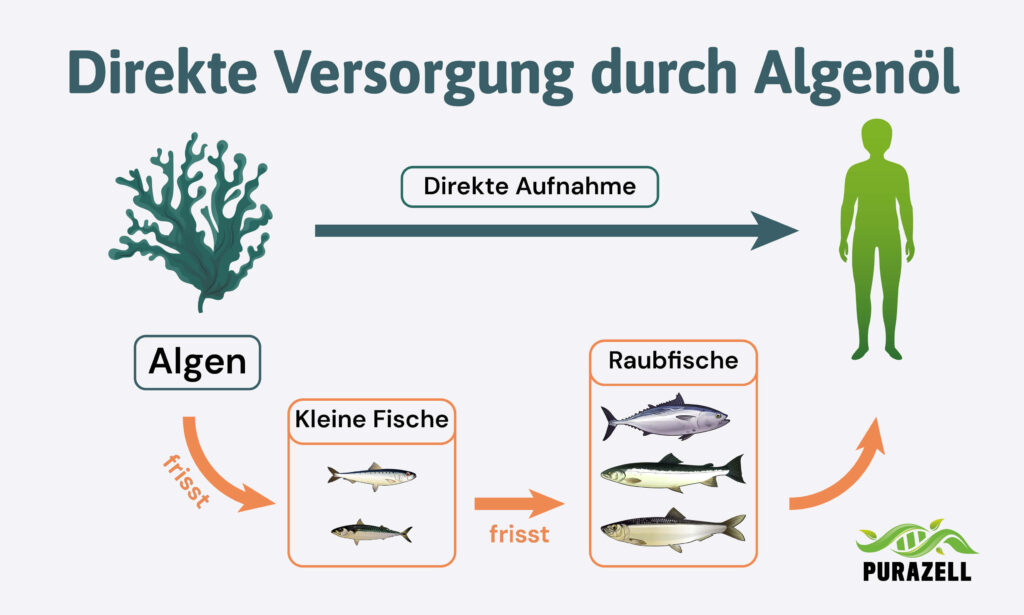 Algenöl oder Fischöl_ Direkte Versorgung durch Algenöl