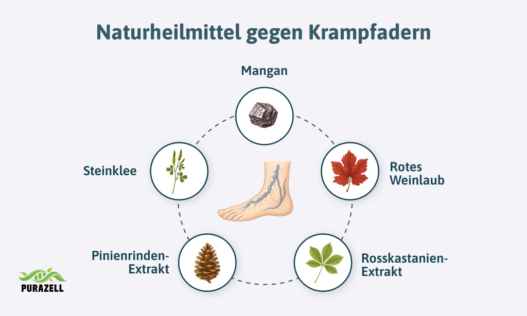 krampfadern-vorbeugen-naturheilmittel