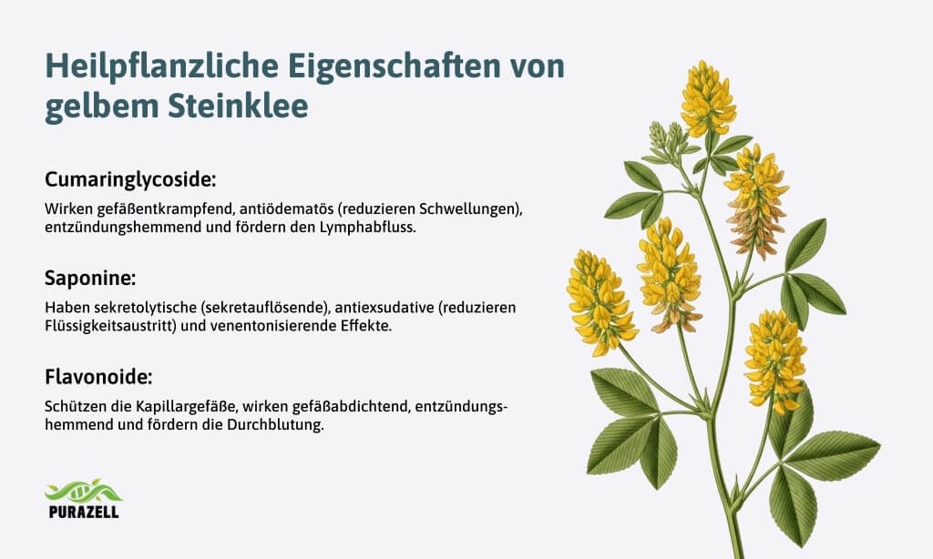 durchblutung-foerdern-naturlheilmittel-steinklee-wirkung