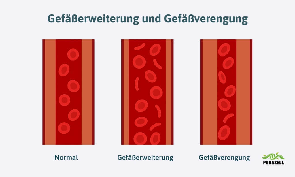 rote-aederchen-im-gesicht-gefäßerweiterung-und-gefaeßverengung