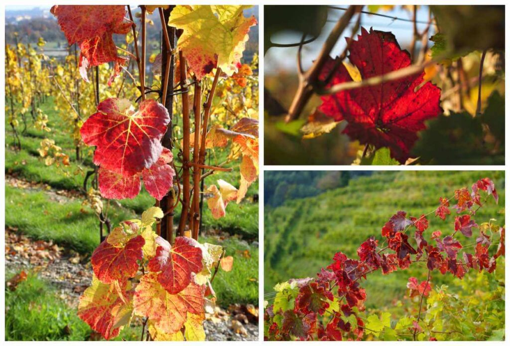 rotes-weinlaub-purazell