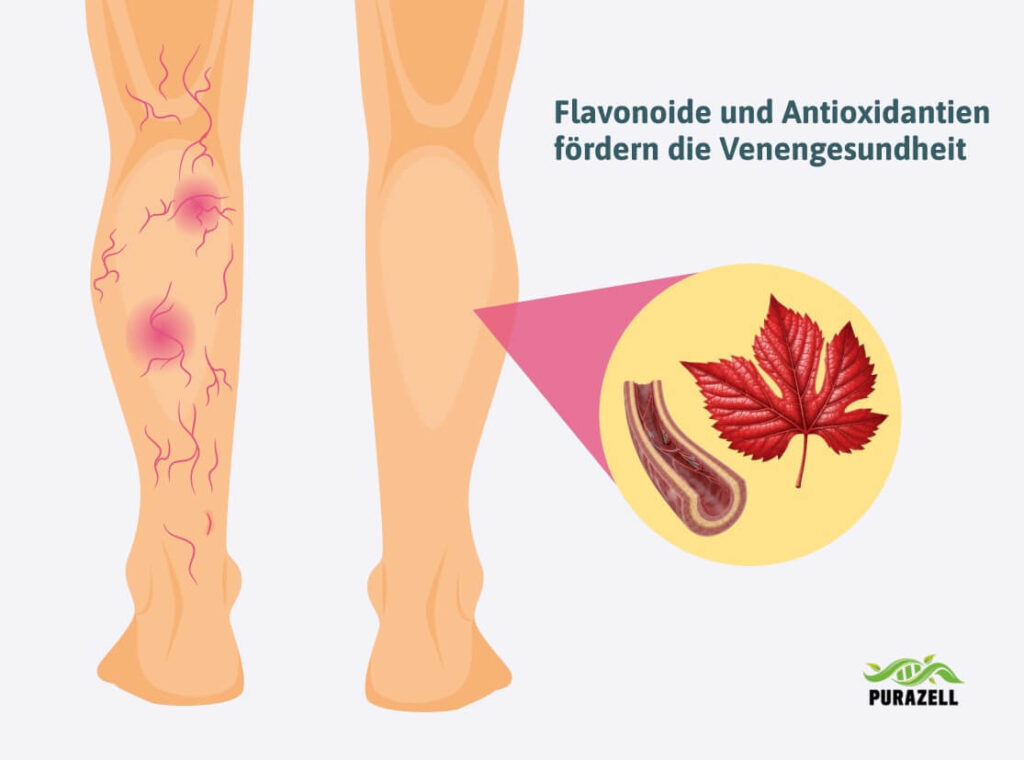 rotes-weinlaub-und-venengesundheit