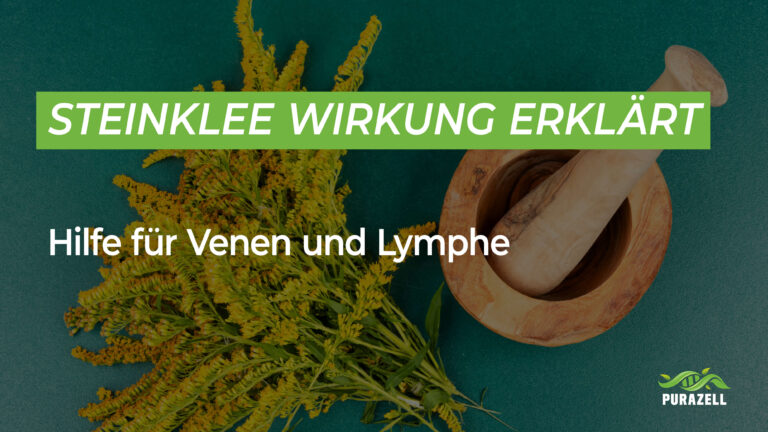 Steinklee Wirkung erklärt