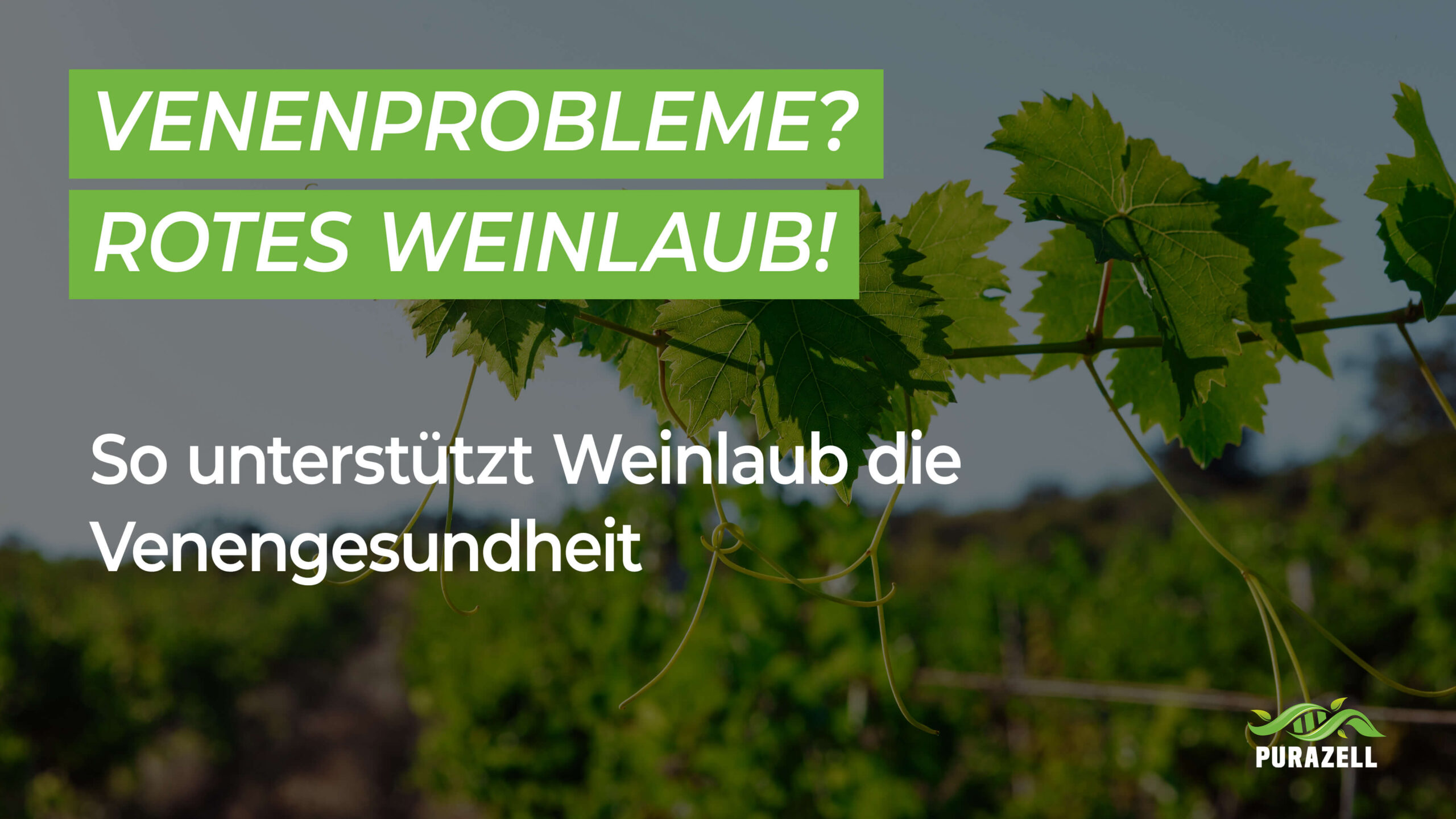 Venenprobleme Rotes Weinlaub