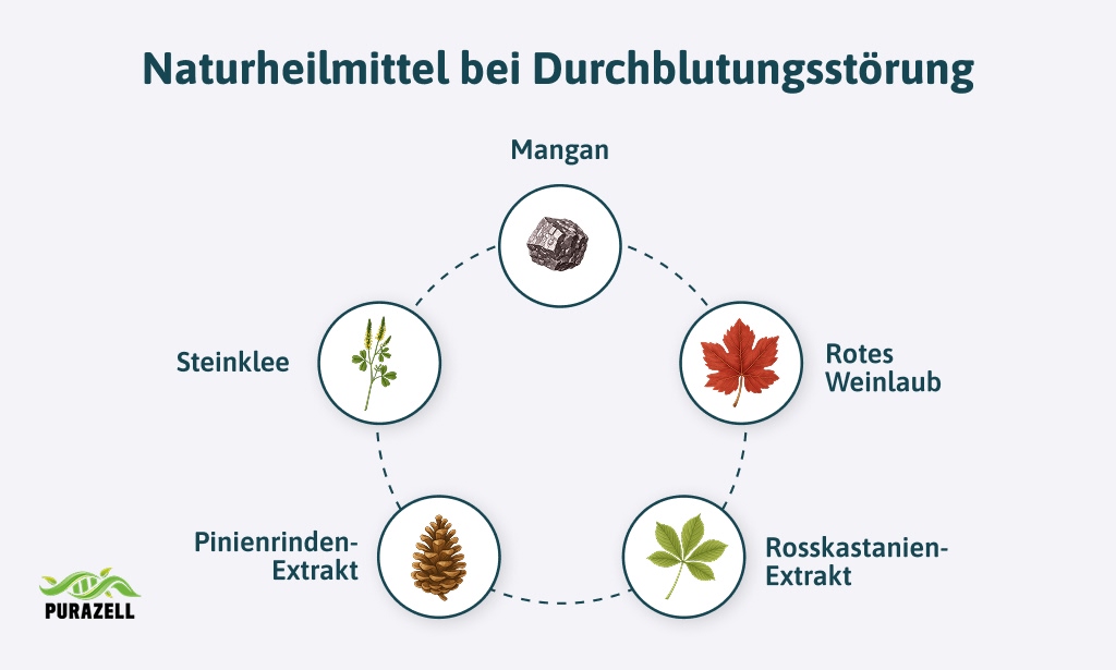 durchblutungsstoerungen-gehirn-naturheilmittel