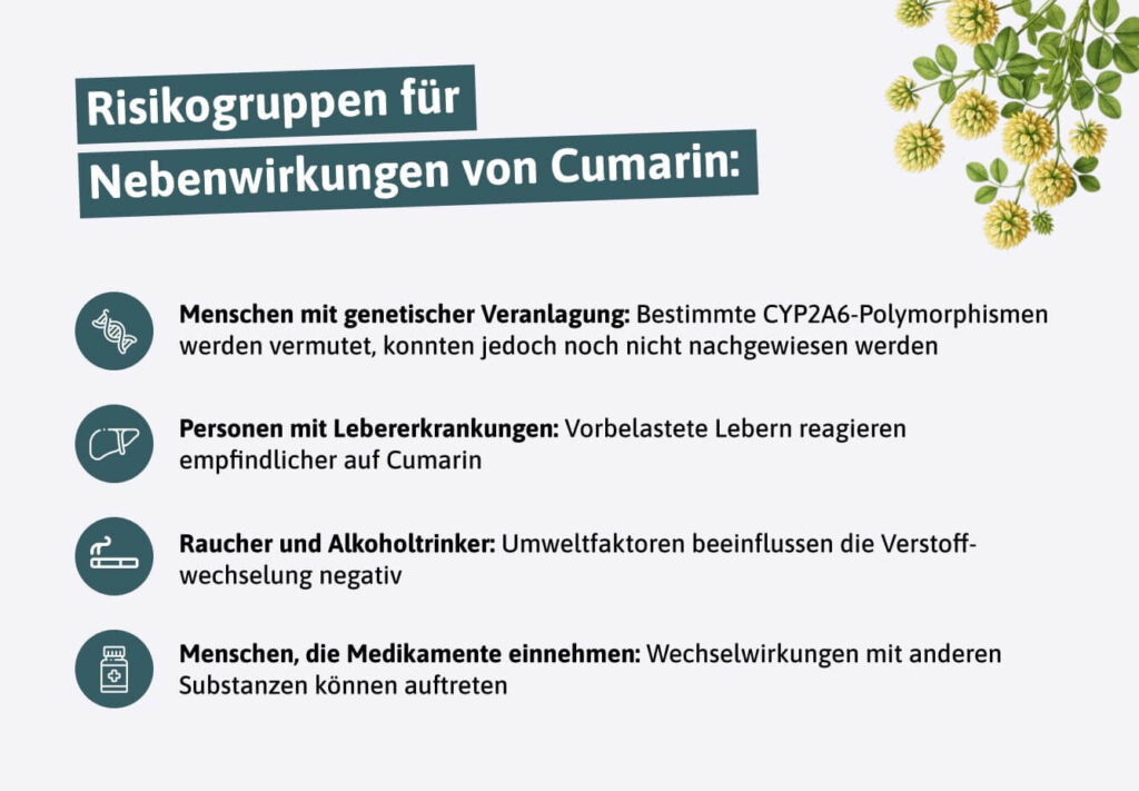 steinklee-wirkung-cumarin-risikogruppen