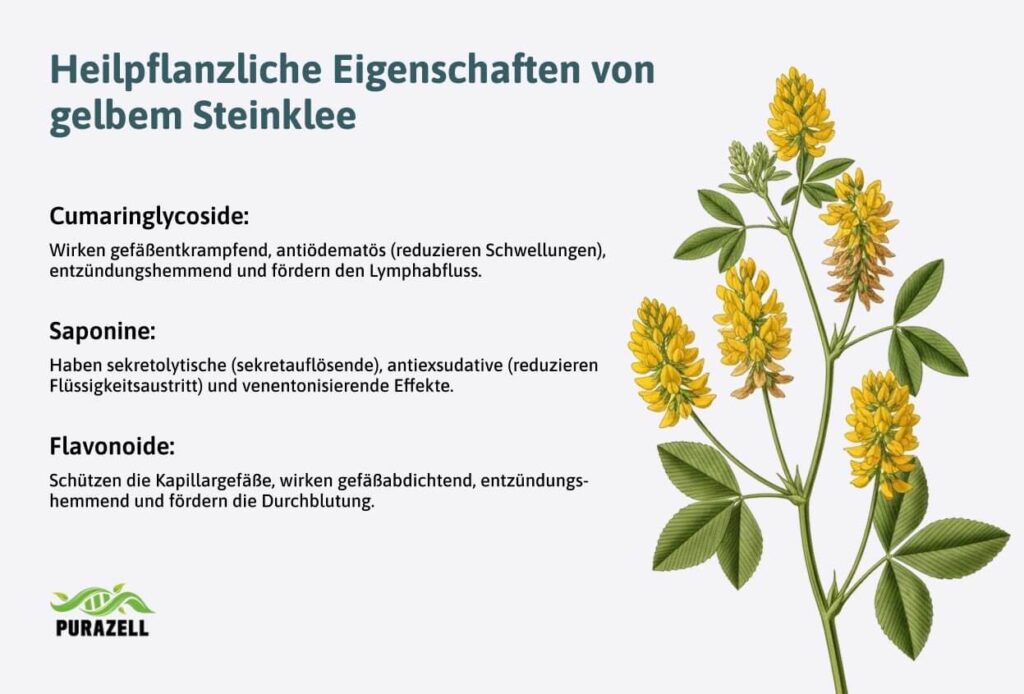 steinklee-wirkung-heilpflanzliche-eigenschaften
