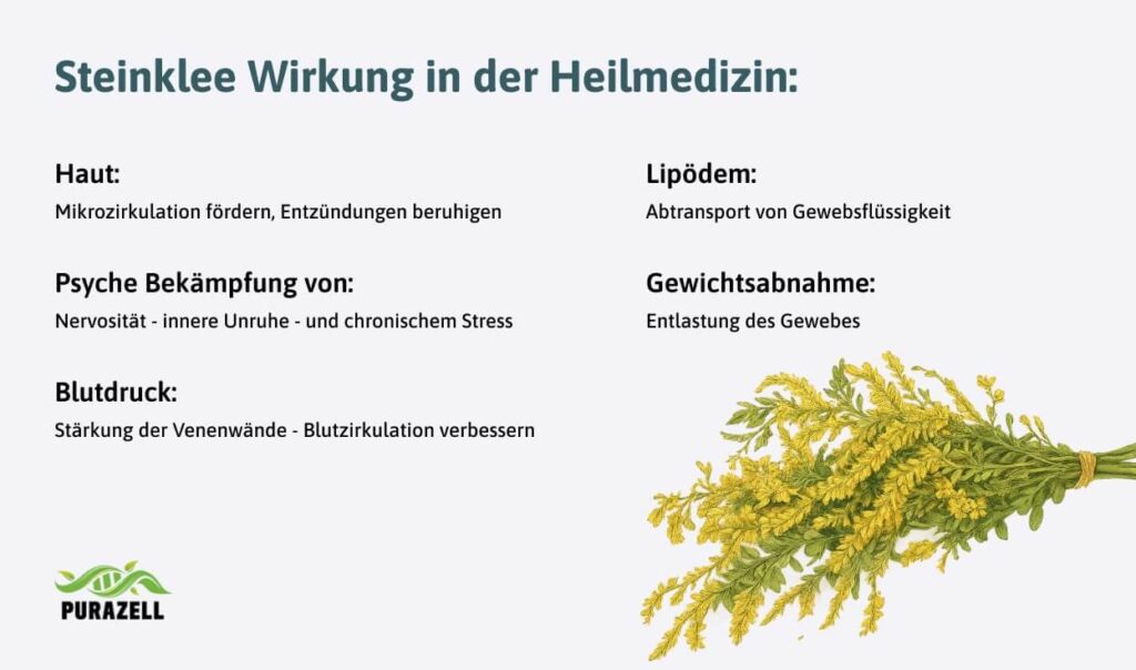 steinklee-wirkung-in-der-heilmedizin