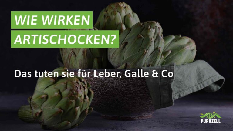 artischocken wirkung