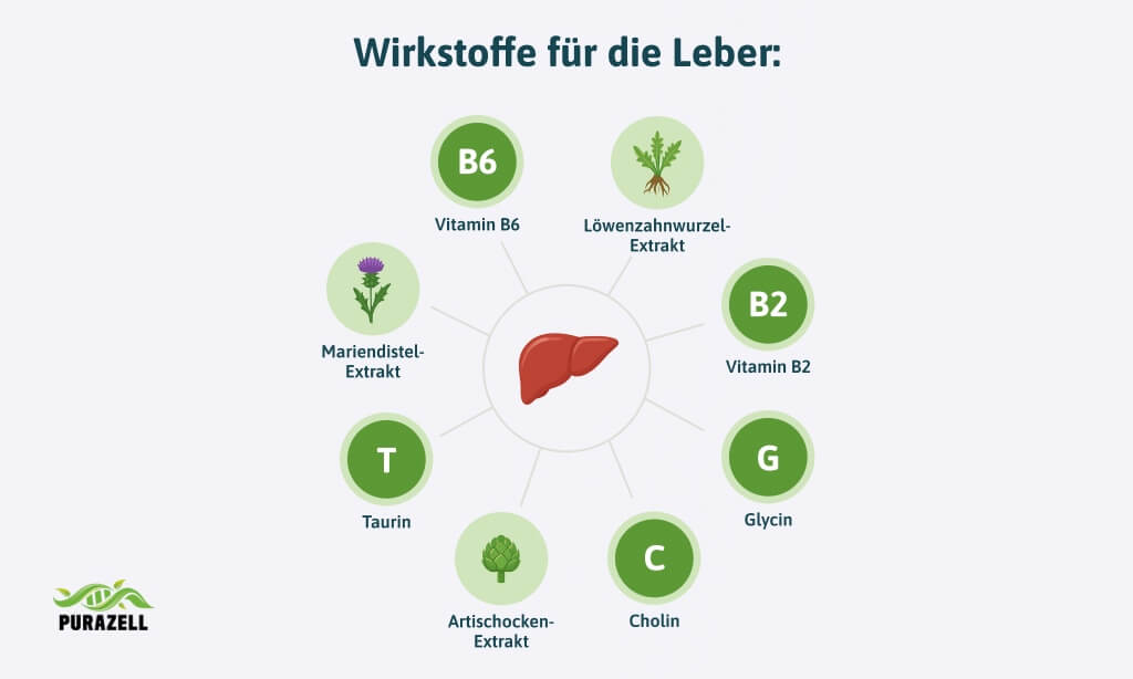 artischocken-wirkung-wirkstoffe