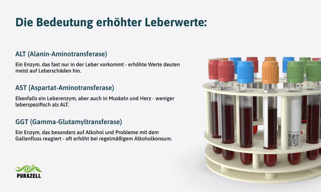 leber-entgiften-bedeutung-erhöhter-leberwerte