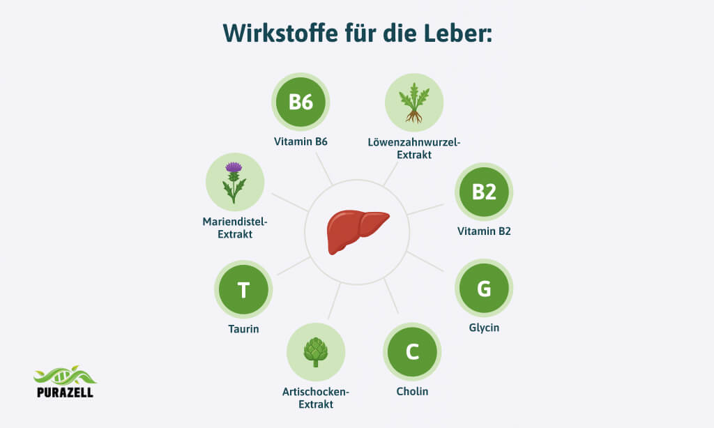 leber-entgiften-wirkstoffe-fue-die-leber