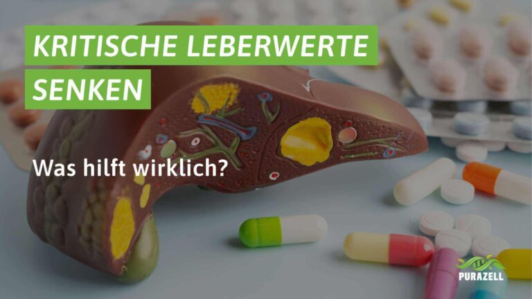 leberwerte senken
