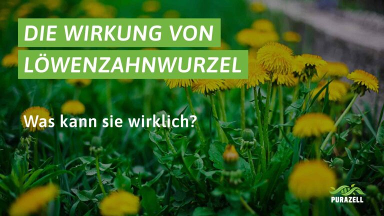 löwenzahnwurzel