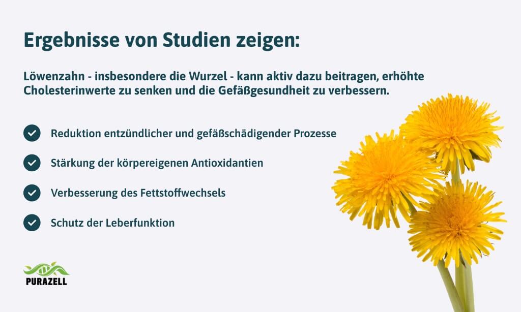 loewenzahnwurzel-studien-ergebnisse
