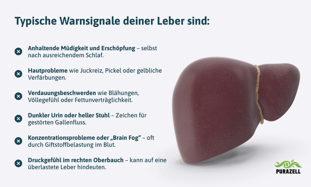mariendistel-leber-entgiften