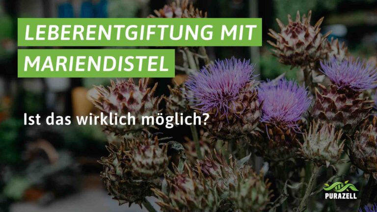 mariendistel Leber entgiften