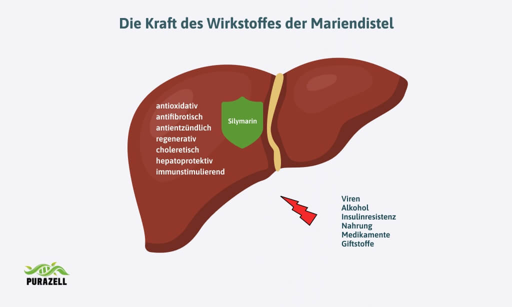 mariendistel-leber-entgiften-kraft-des-wirkstoffes
