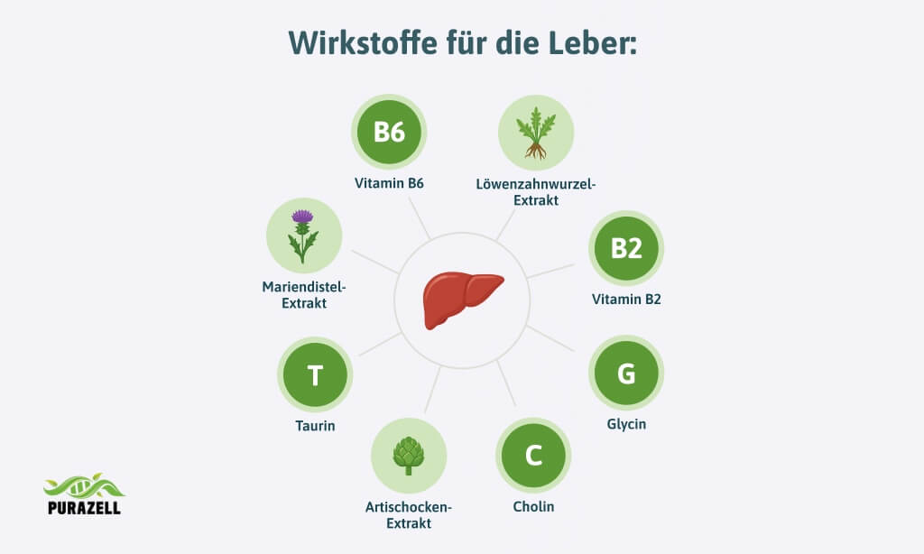 mariendistel-leber-entgiften-wirkstoffe