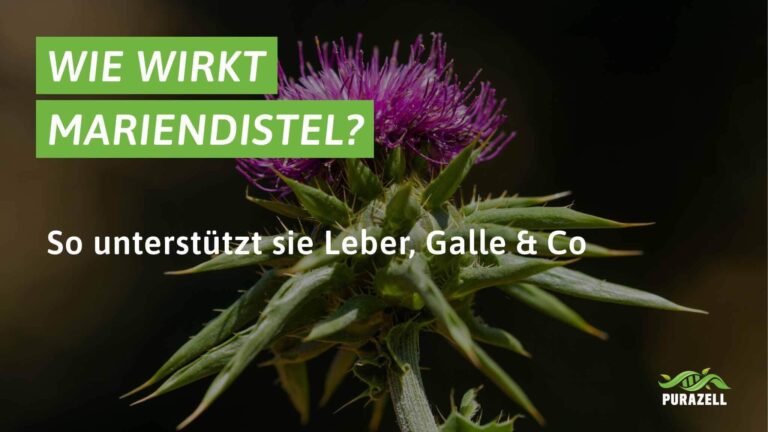 mariendistel wirkung