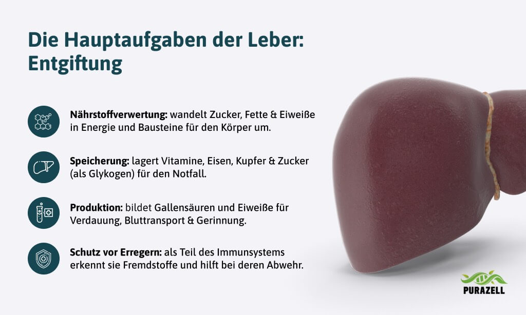 was-tut-der-leber-gut-hauptaufgabe-der-leber