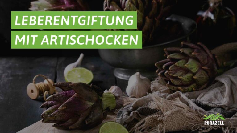 artischocke-leber-entgiften