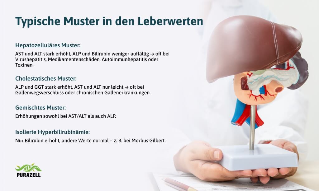 leber-entgiften-bedeutung-erhöhter-leberwerte