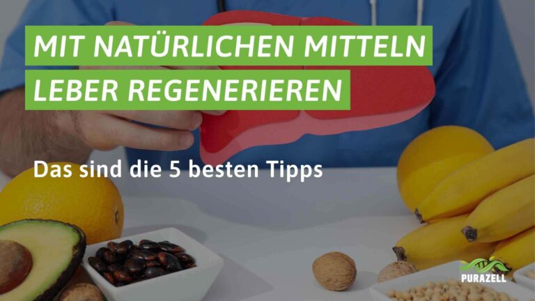 leber regenerieren