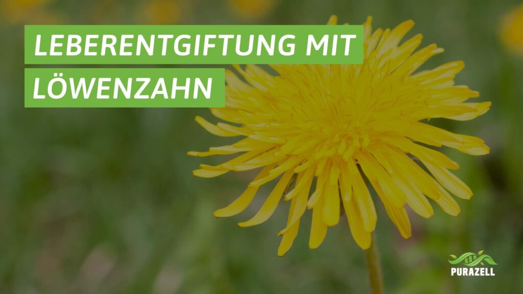 loewenzahn-leber-entgiften