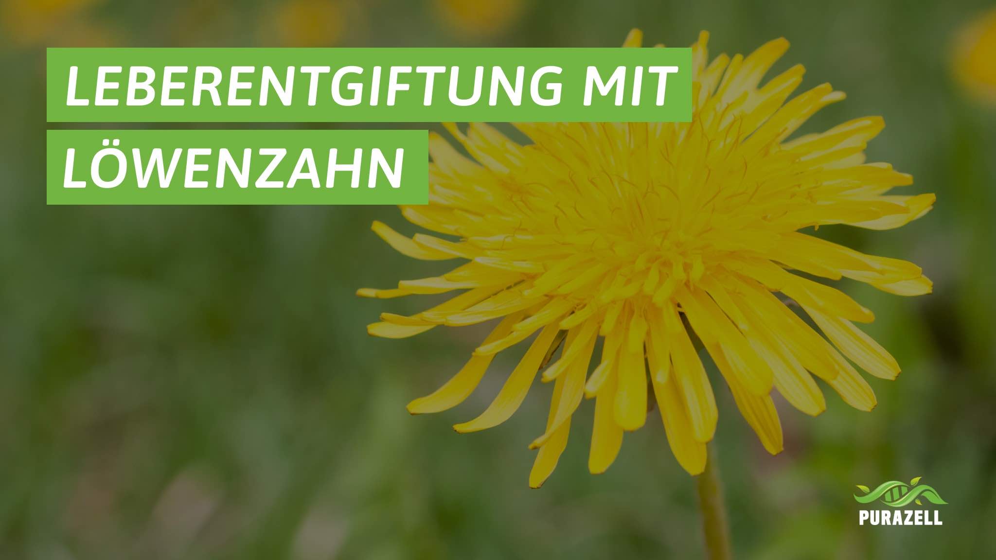 loewenzahn-leber-entgiften