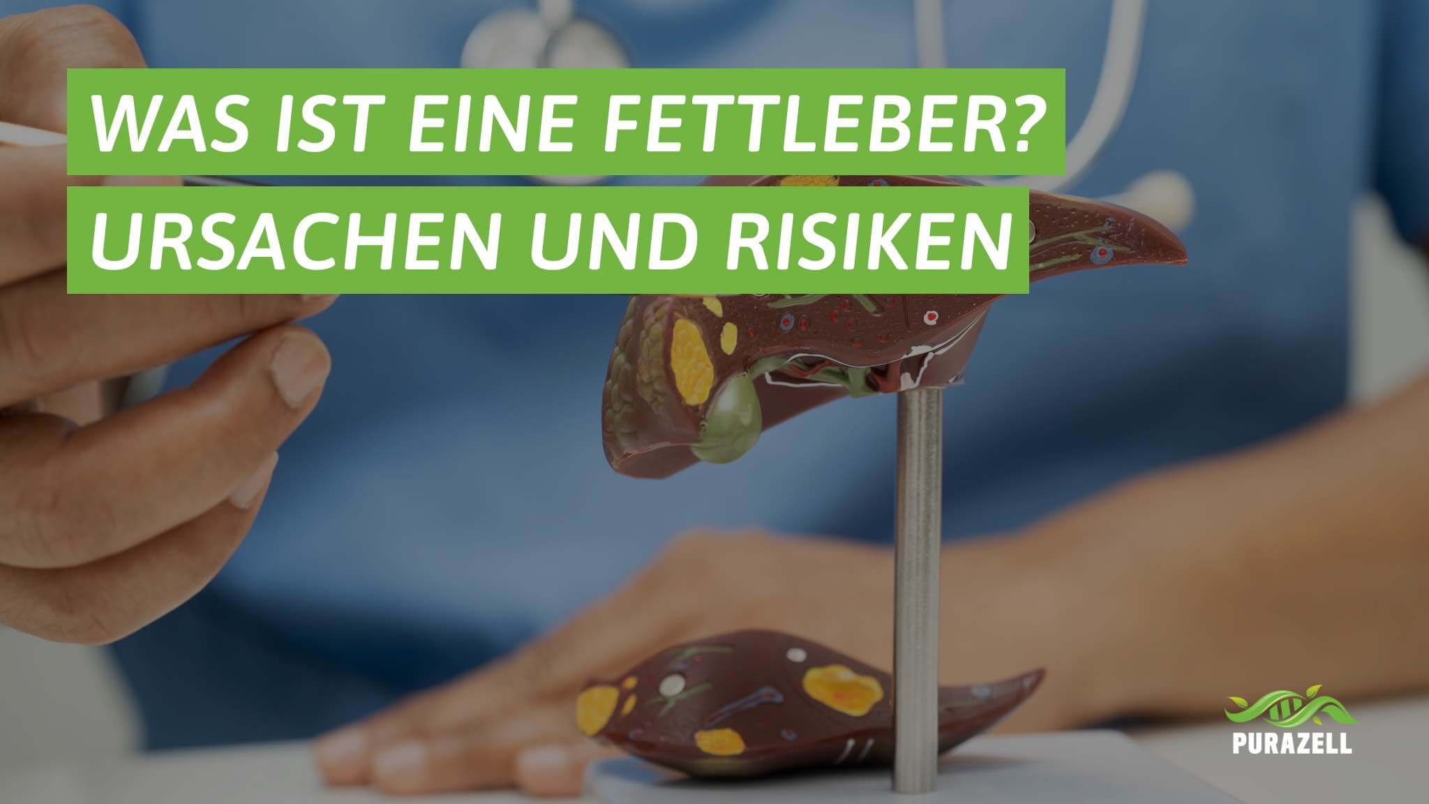 fettleber