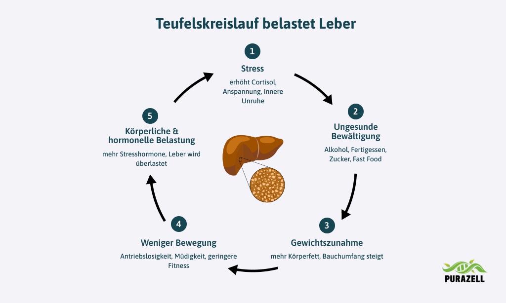 leber-gewichtszunahme-stadien-lebererkrankung