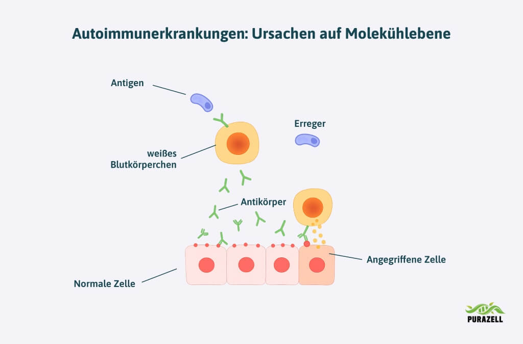 hashimoto-autoimmunerkkrankung-entstehung