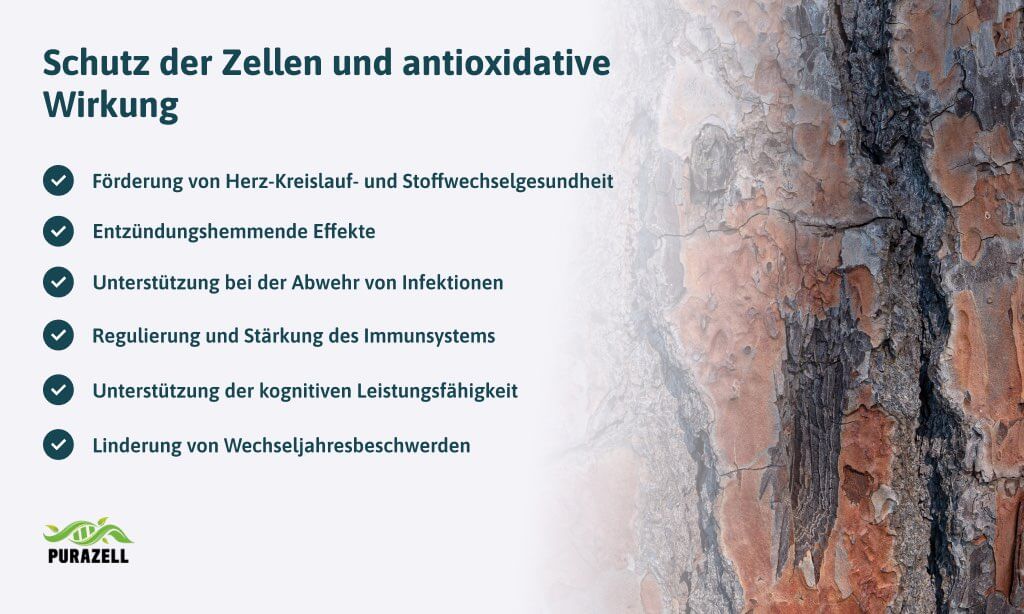 pinienrinden-extrakt-antioxidative-wirkung