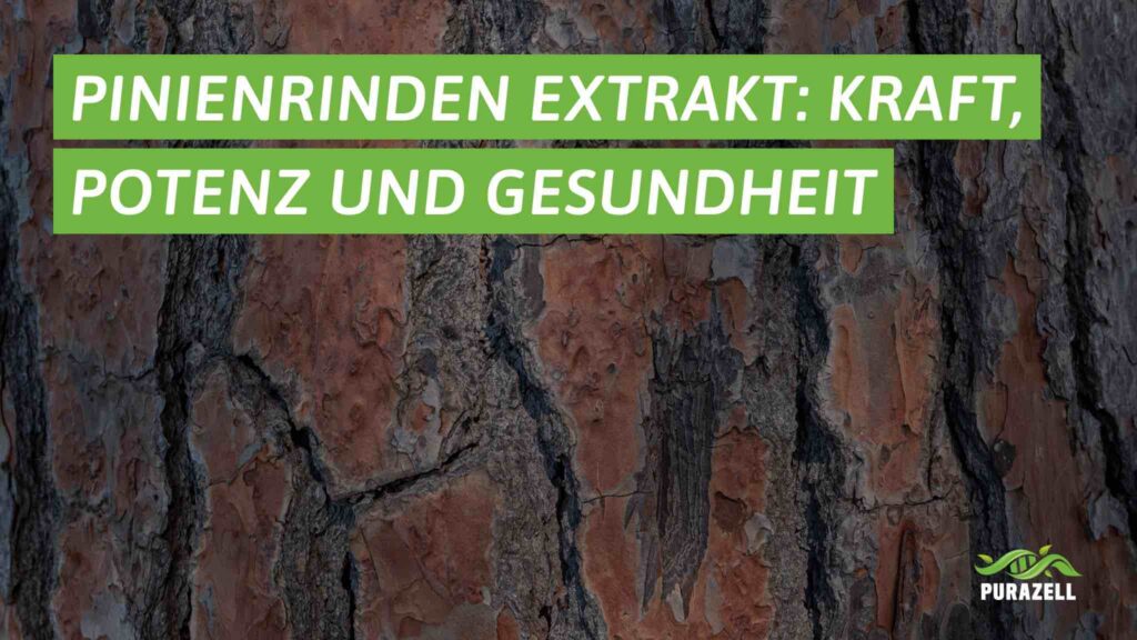pinienrinden-extrakt-beitragsbild
