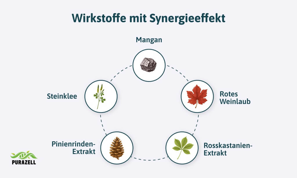 pinienrinden-extrakt-synergien