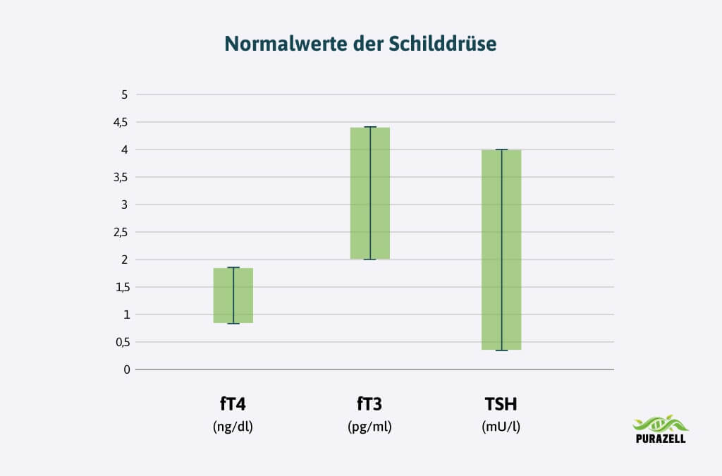 schilddruesenhormone-schilddruese-normalwerte