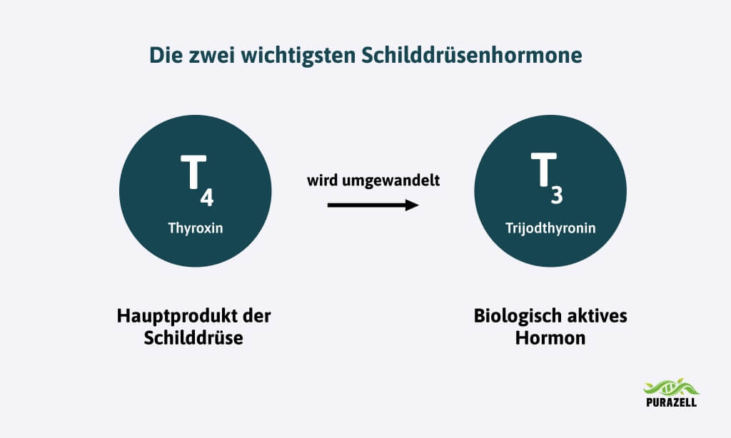 schilddruesenhormone-t4-und-t3