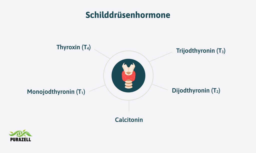 schilddruesenhormone-uebersicht
