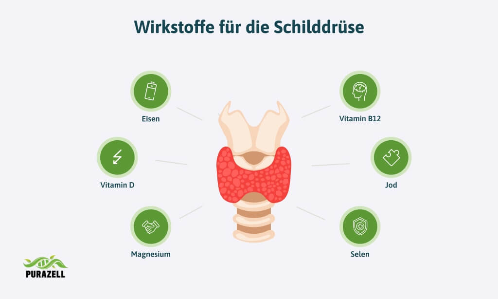 schilddruesenunterfunktion-gewicht-wirkstoffe-schilddruese