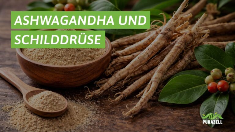 ashwagandha schilddruese