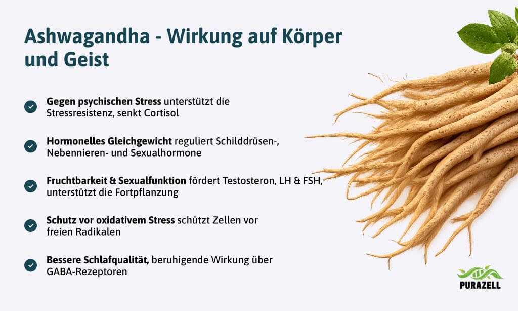 ashwagandha schilddruese wirkung auf-koerper-und-geist