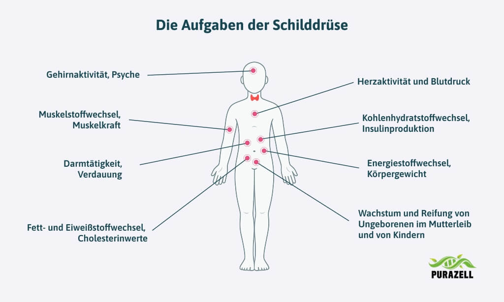 blutdruck-schilddruese-aufgaben-schilddruesen