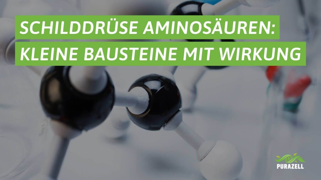 schilddruese-aminosaeuren