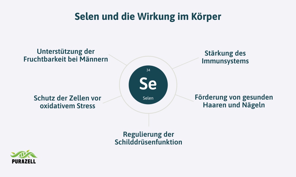 selen-bei-schilddruesenunterfunktion-wirkung-im-koerper