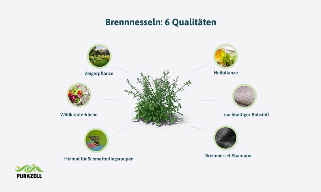 brennesseltee-zum-entwaessern-6-qualitaeten