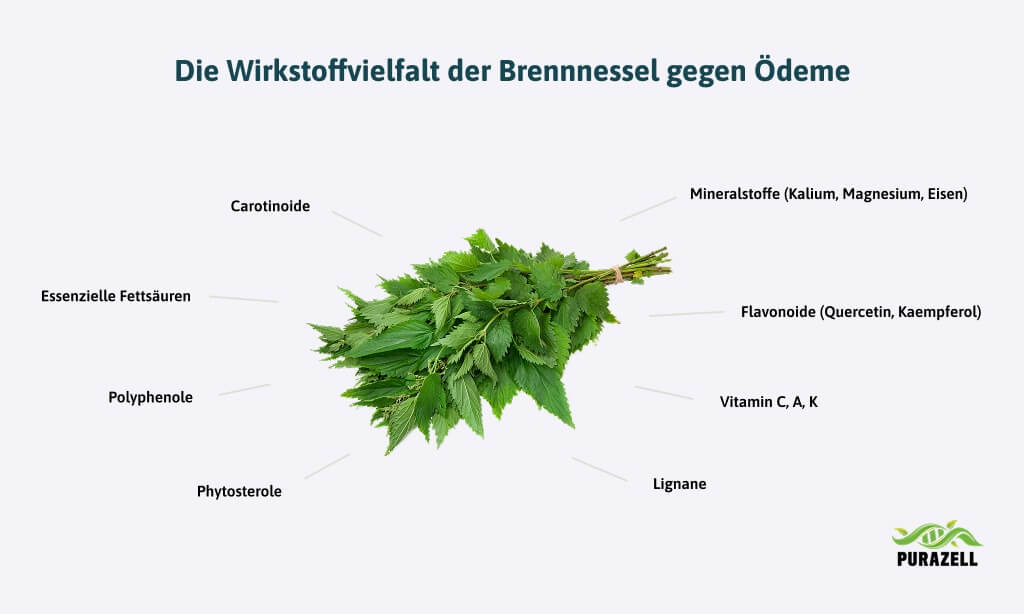 welcher-tee-zur-entwaesserung-brennnessel