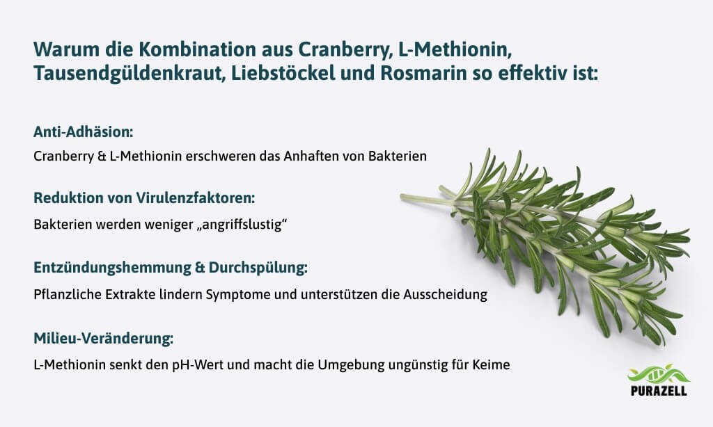 blasenentzuendung-ernaehrung-cranberry-l-methionin-tausendgueldenkraut-liebstoeckel-rosmarin